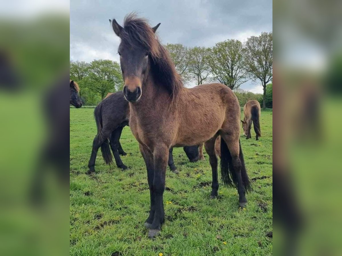 Icelandic Horse Gelding 3 years 13,1 hh Bay-Dark in Heythuysen