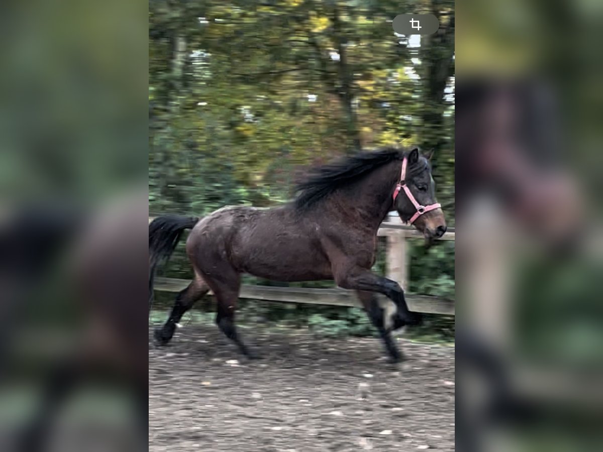 Icelandic Horse Gelding 3 years 13,1 hh Bay-Dark in Triftern