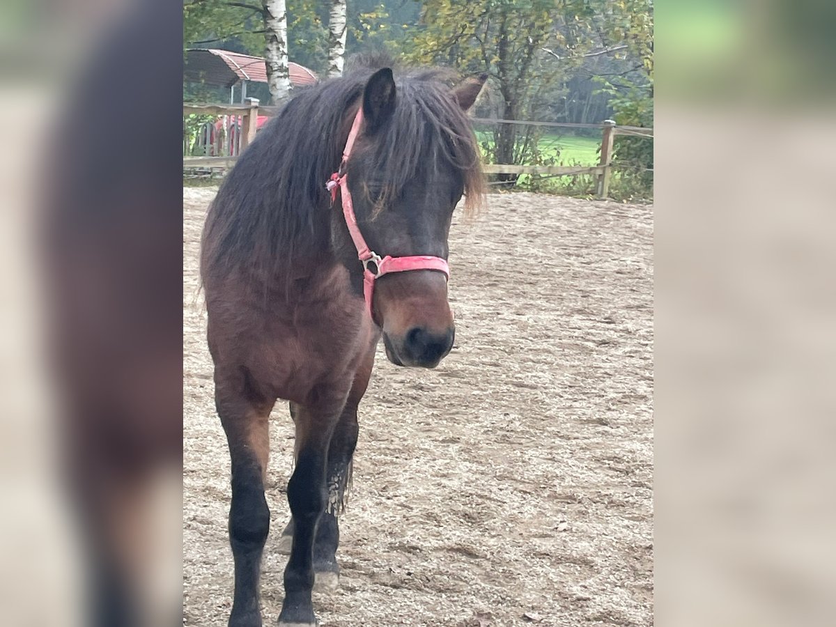 Icelandic Horse Gelding 3 years 13,1 hh Brown in Triftern