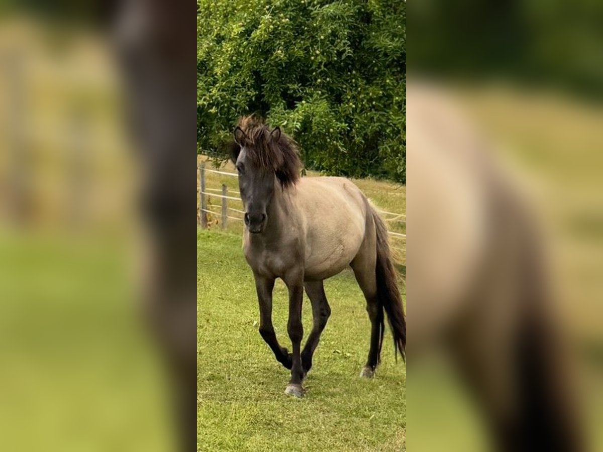Icelandic Horse Gelding 3 years 13,3 hh Dun in Fulda