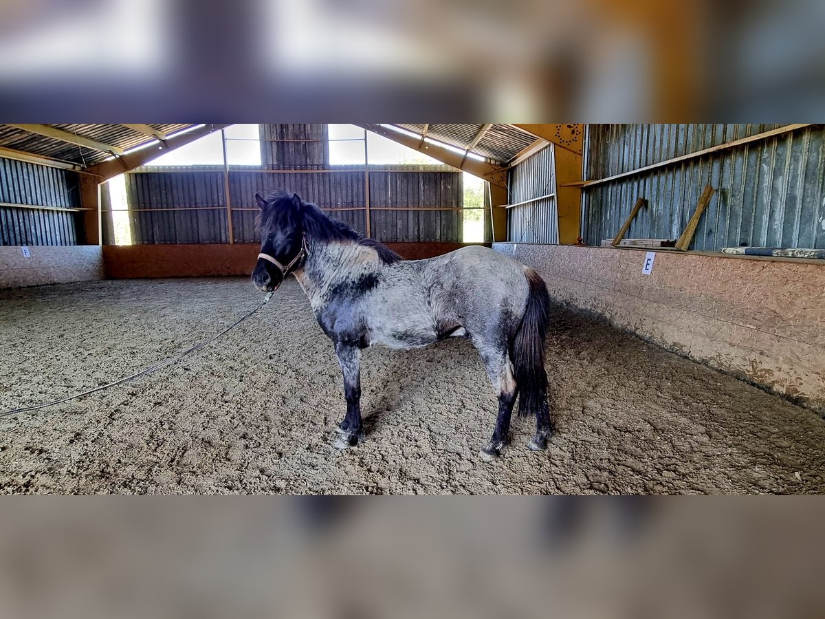 Icelandic Horse Gelding 3 years 14,1 hh Roan-Blue in Sankt Wendel