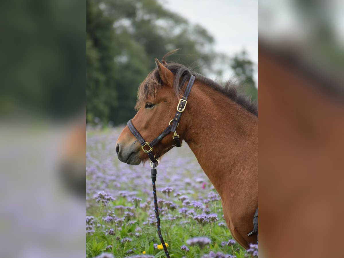 Icelandic Horse Gelding 3 years 14 hh Brown in Blunk