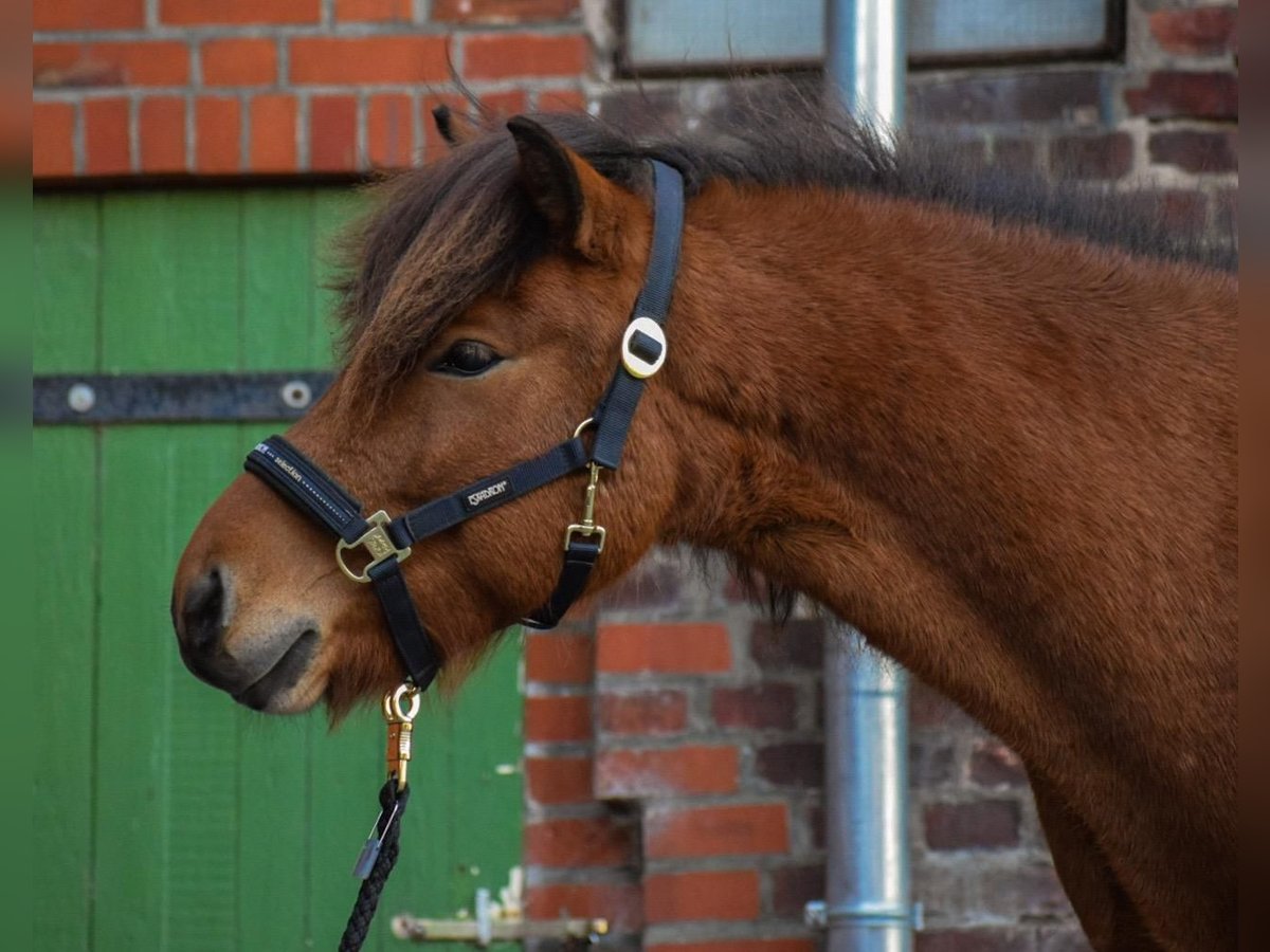 Icelandic Horse Gelding 3 years 14 hh Brown in Blunk