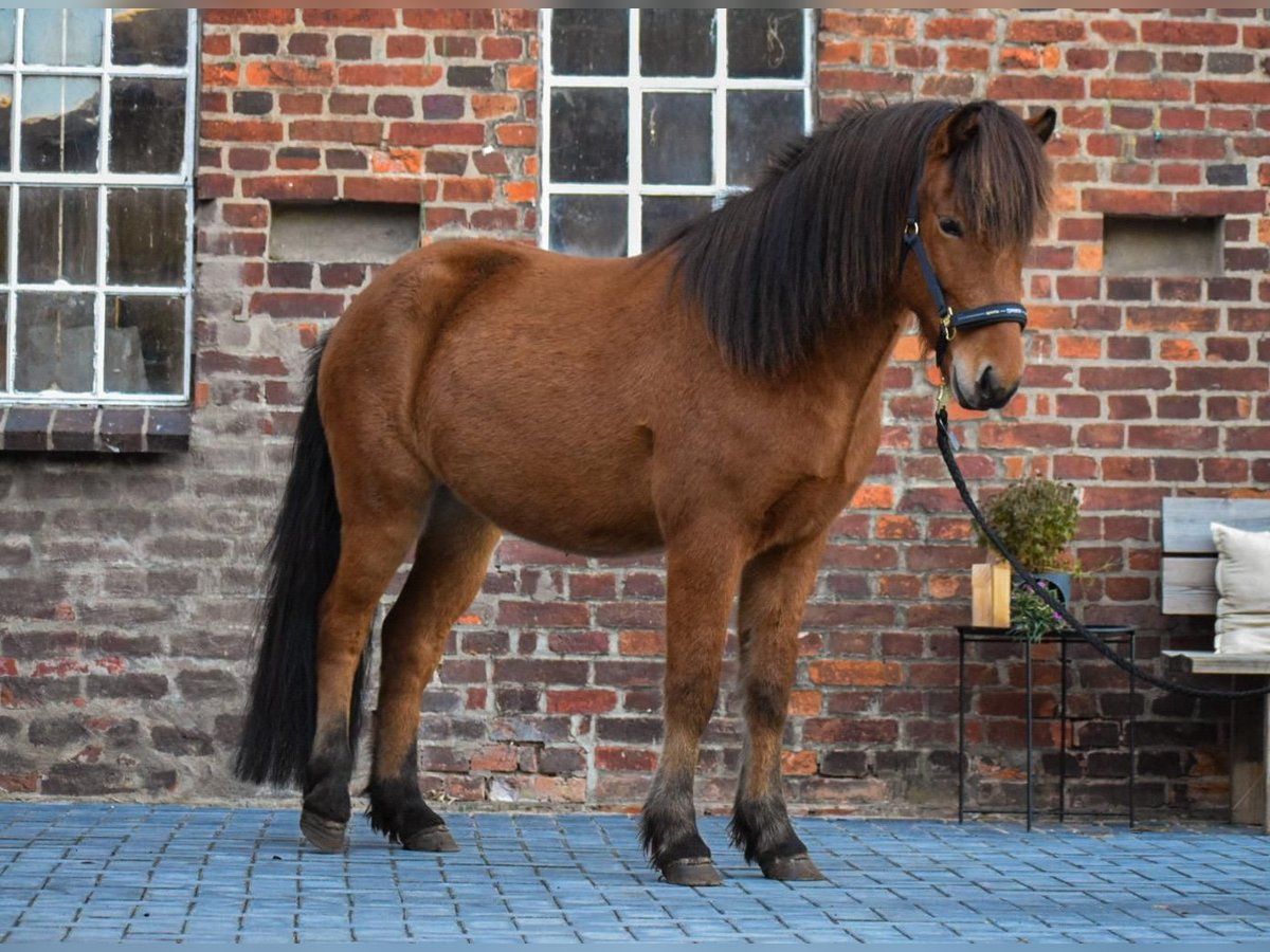 Icelandic Horse Gelding 3 years 14 hh Brown in Blunk