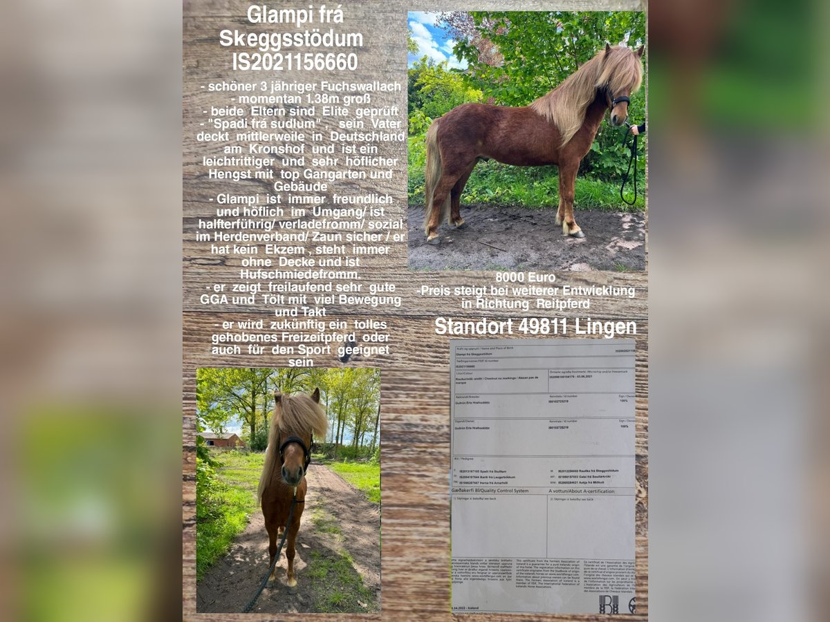 Icelandic Horse Gelding 3 years Chestnut-Red in Lingen