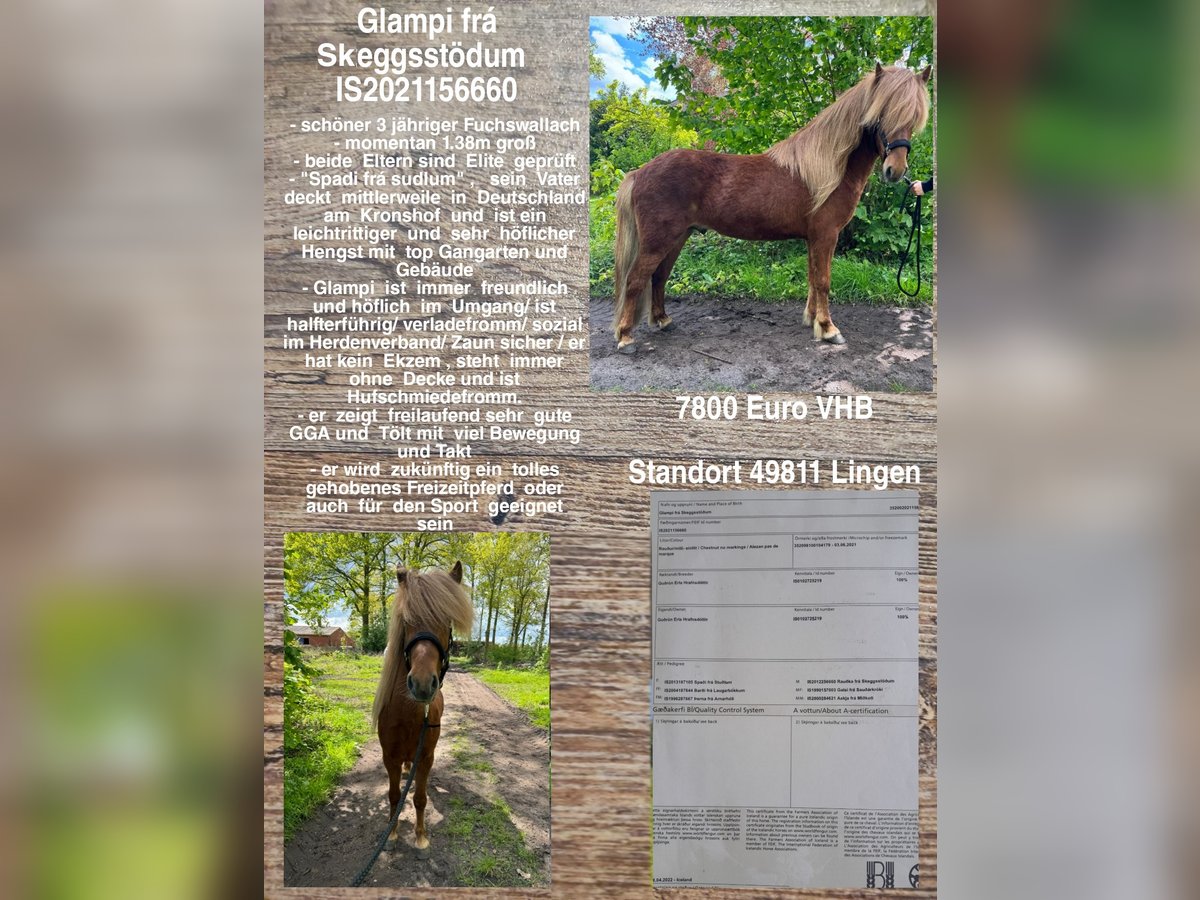 Icelandic Horse Gelding 3 years Chestnut-Red in Lingen