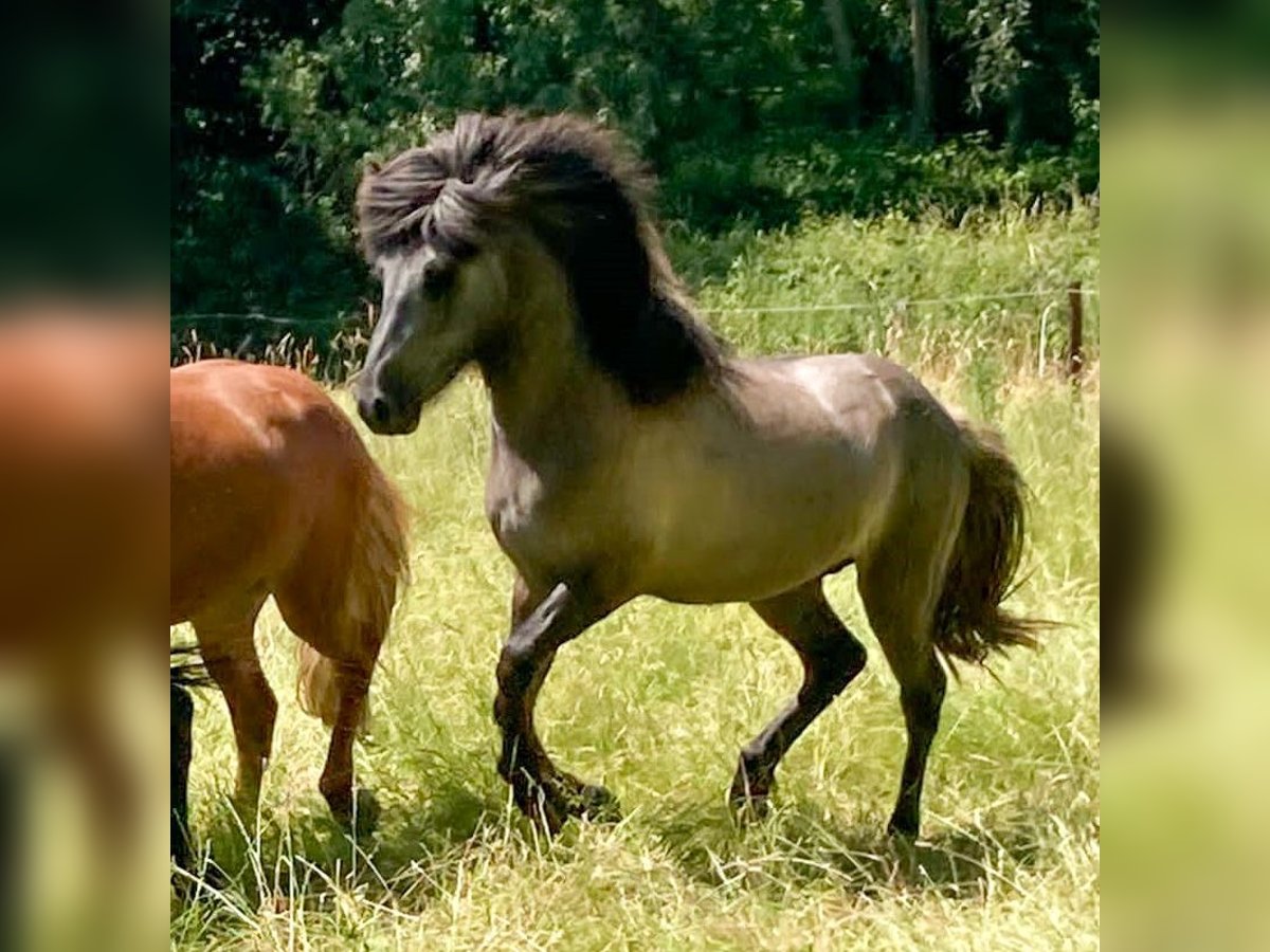 Icelandic Horse Gelding 3 years Gray-Dark-Tan in Bornem