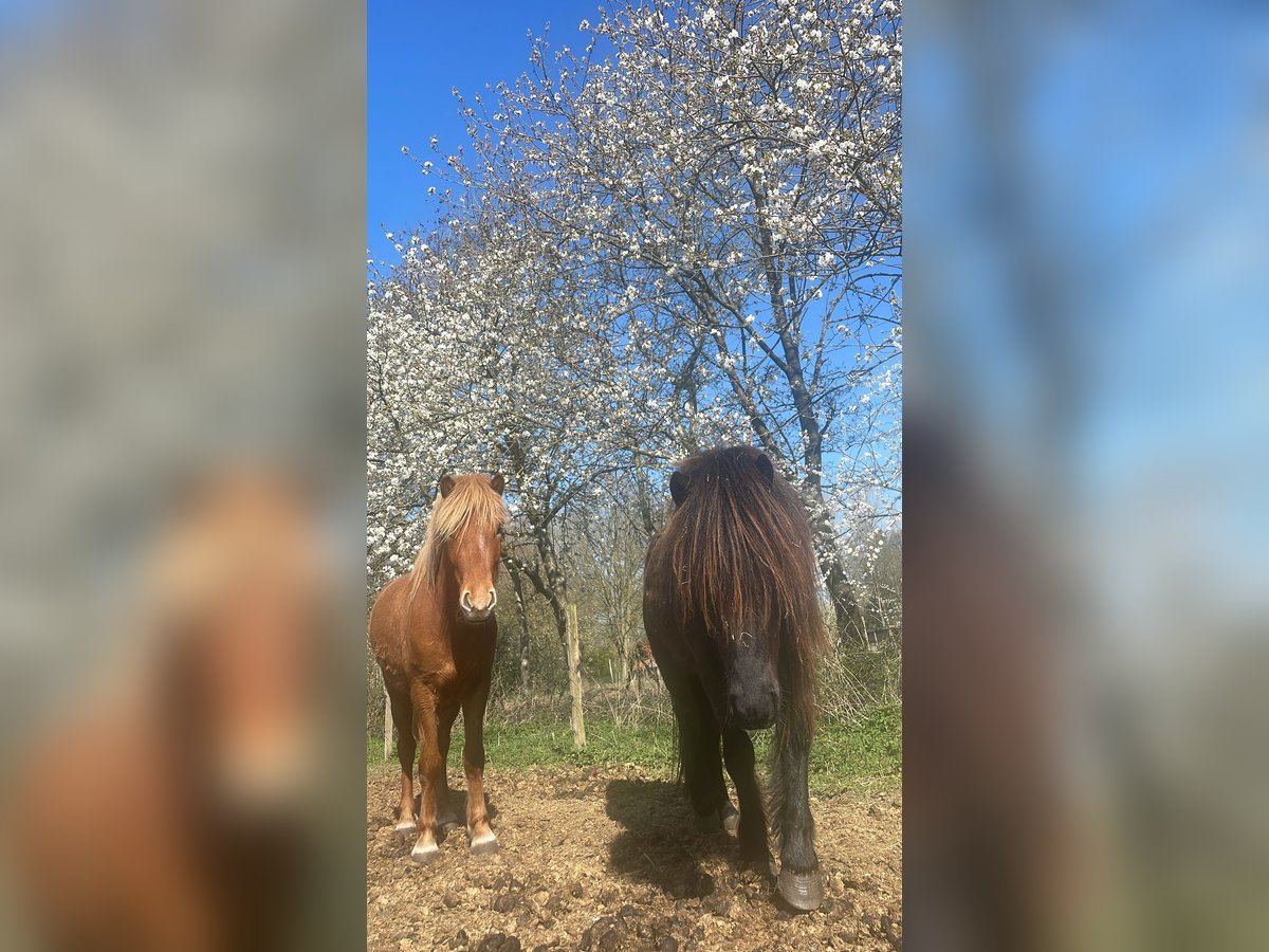 Icelandic Horse Gelding 3 years Smoky-Black in Bornem