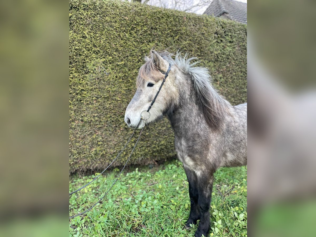 Icelandic Horse Gelding 4 years 13,1 hh Gray-Dapple in Stapelfeld