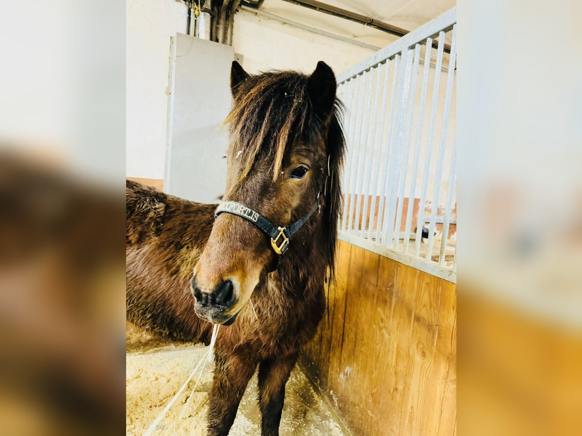 Icelandic Horse Gelding 4 years 13,2 hh Brown in Zweibrücken