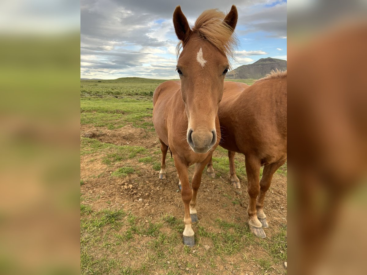 Icelandic Horse Gelding 4 years 13 hh Chestnut in selfoss