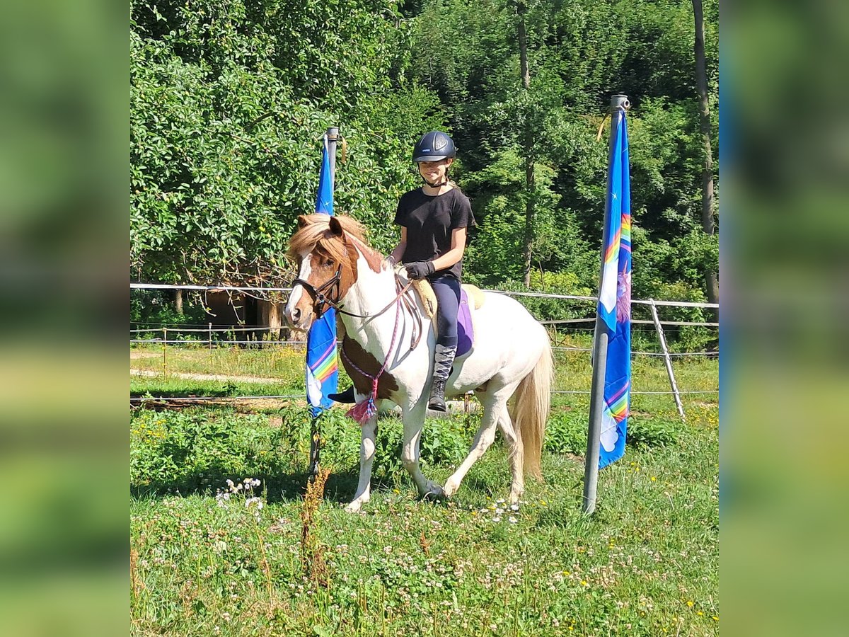 Icelandic Horse Gelding 4 years 13,1 hh Pinto in Bayerbach
