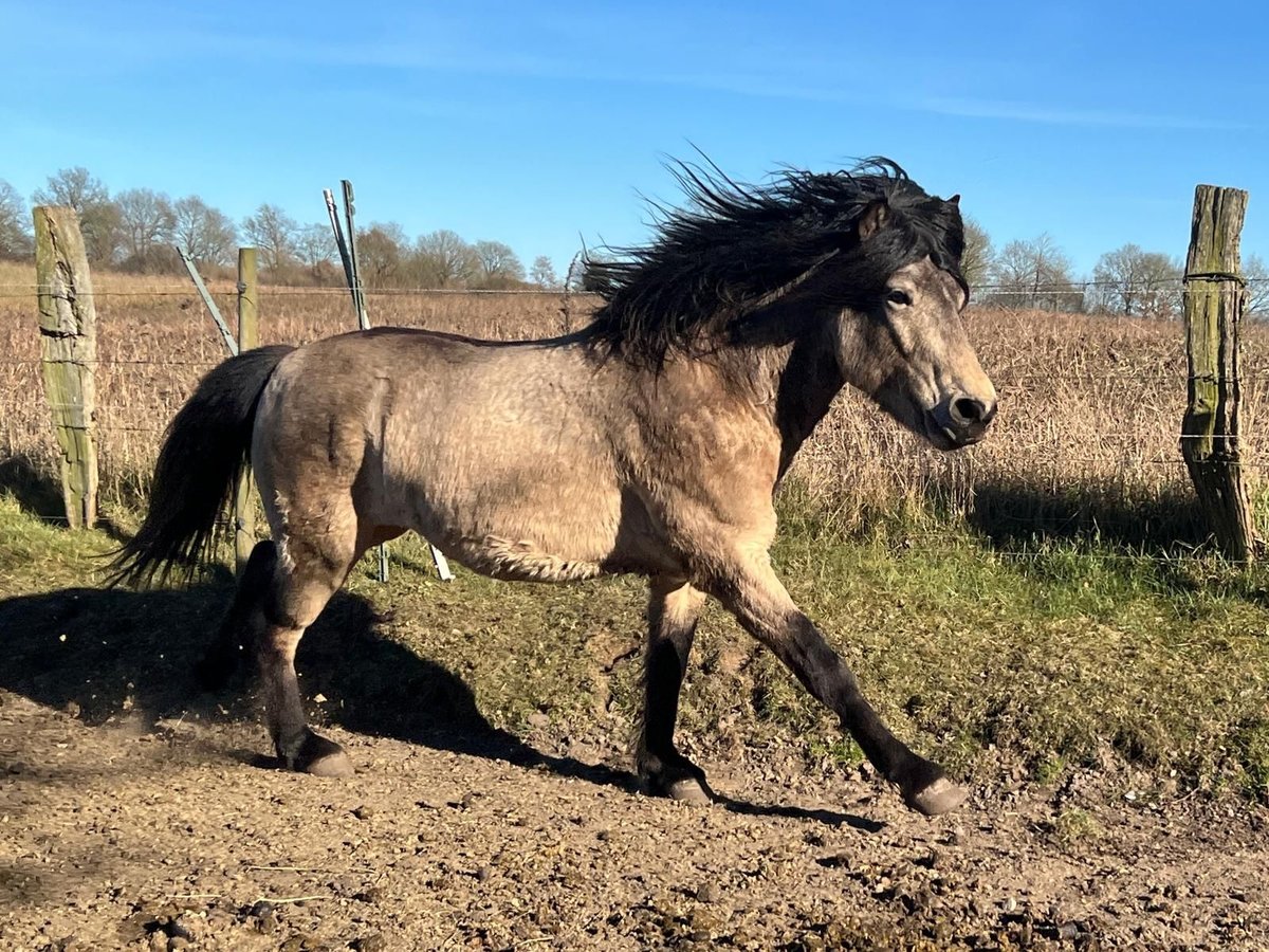 Icelandic Horse Gelding 4 years 13,3 hh in NehmsBlunk