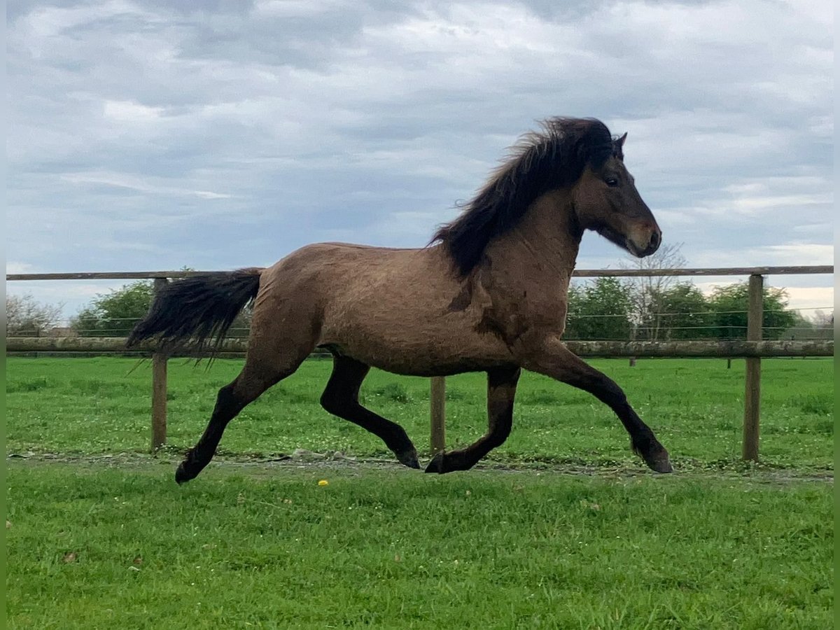 Icelandic Horse Gelding 4 years 14 hh Dun in Bücken