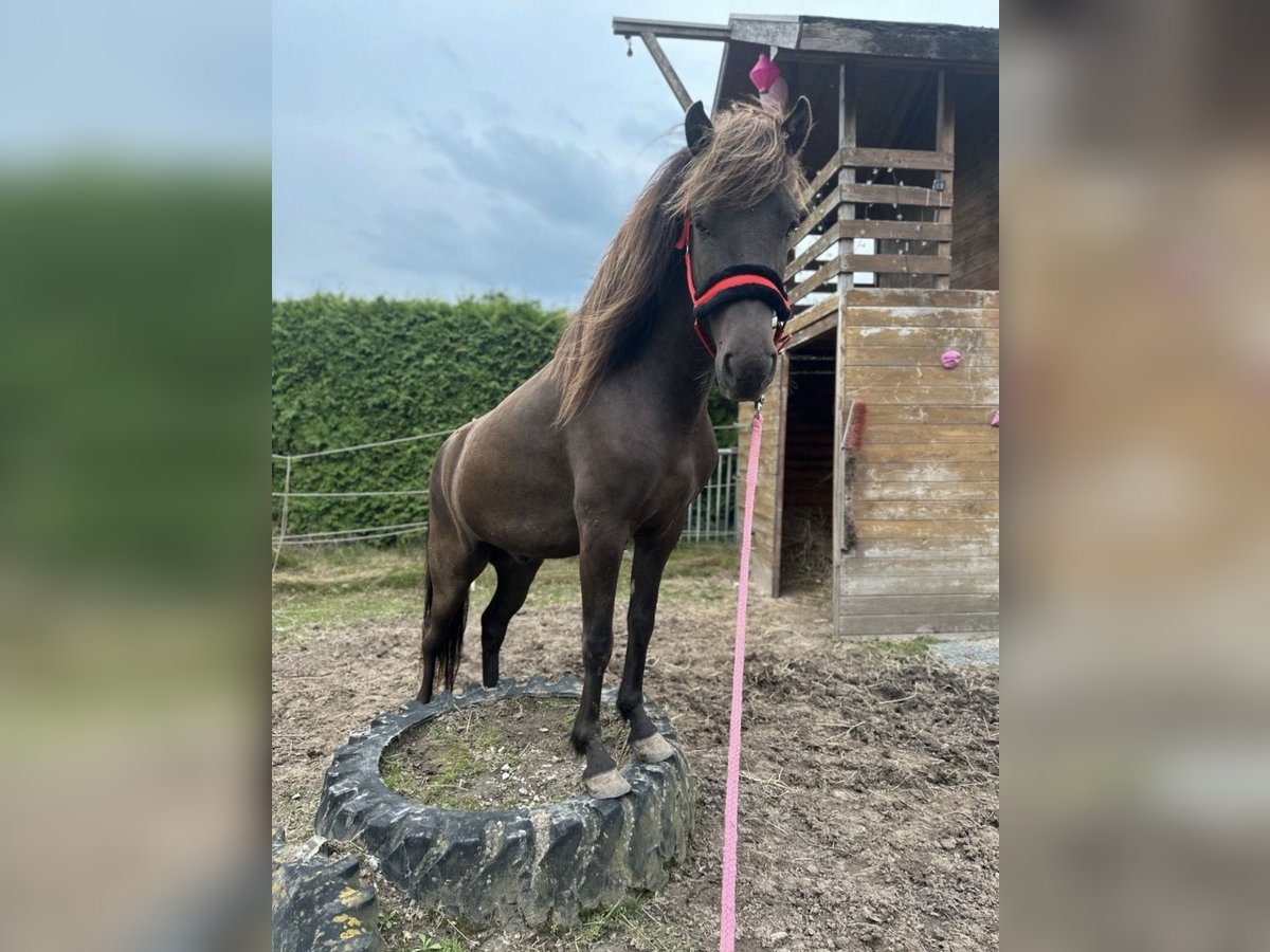 Icelandic Horse Gelding 4 years 14,1 hh Black in Melle Icelandic Horse Gelding 4 years 14,1 hh Black in Melle