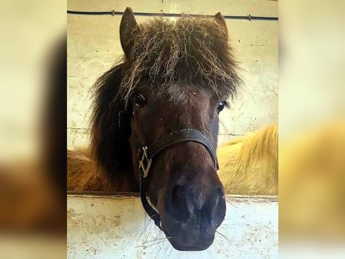 Icelandic Horse Gelding 4 years Black in Kirkjub&#xE6;jarklaustur