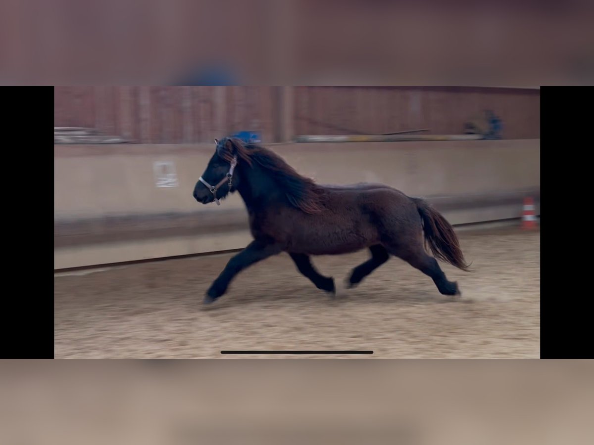 Icelandic Horse Gelding 5 years 12,3 hh Black in Fronreute