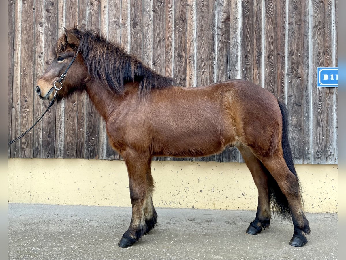 Icelandic Horse Gelding 5 years 12,3 hh Brown in Straßwalchen