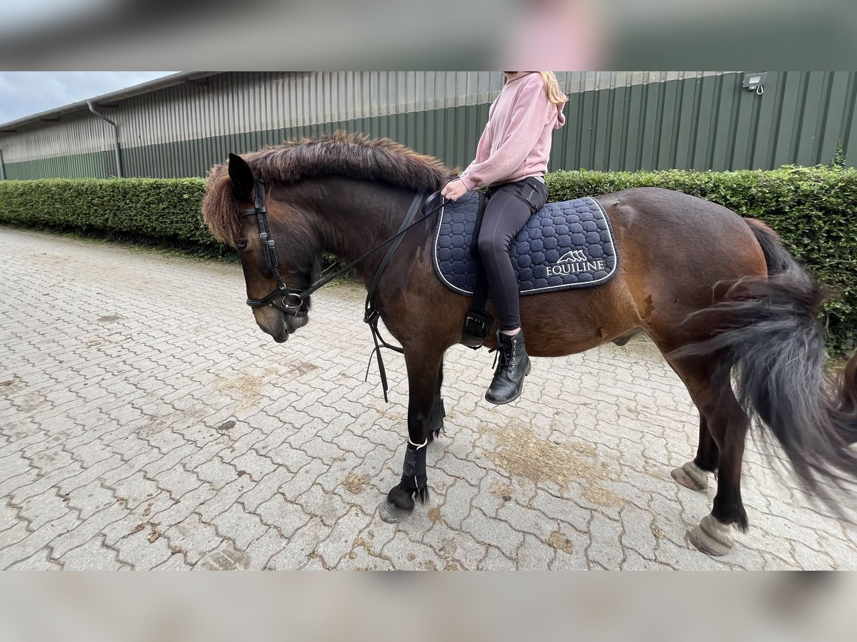 Icelandic Horse Gelding 5 years 13,1 hh Chestnut in Tangstedt