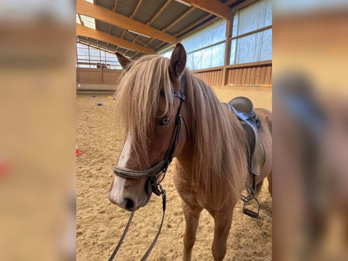 Icelandic Horse Gelding 5 years 13,1 hh Dun in Fronreute