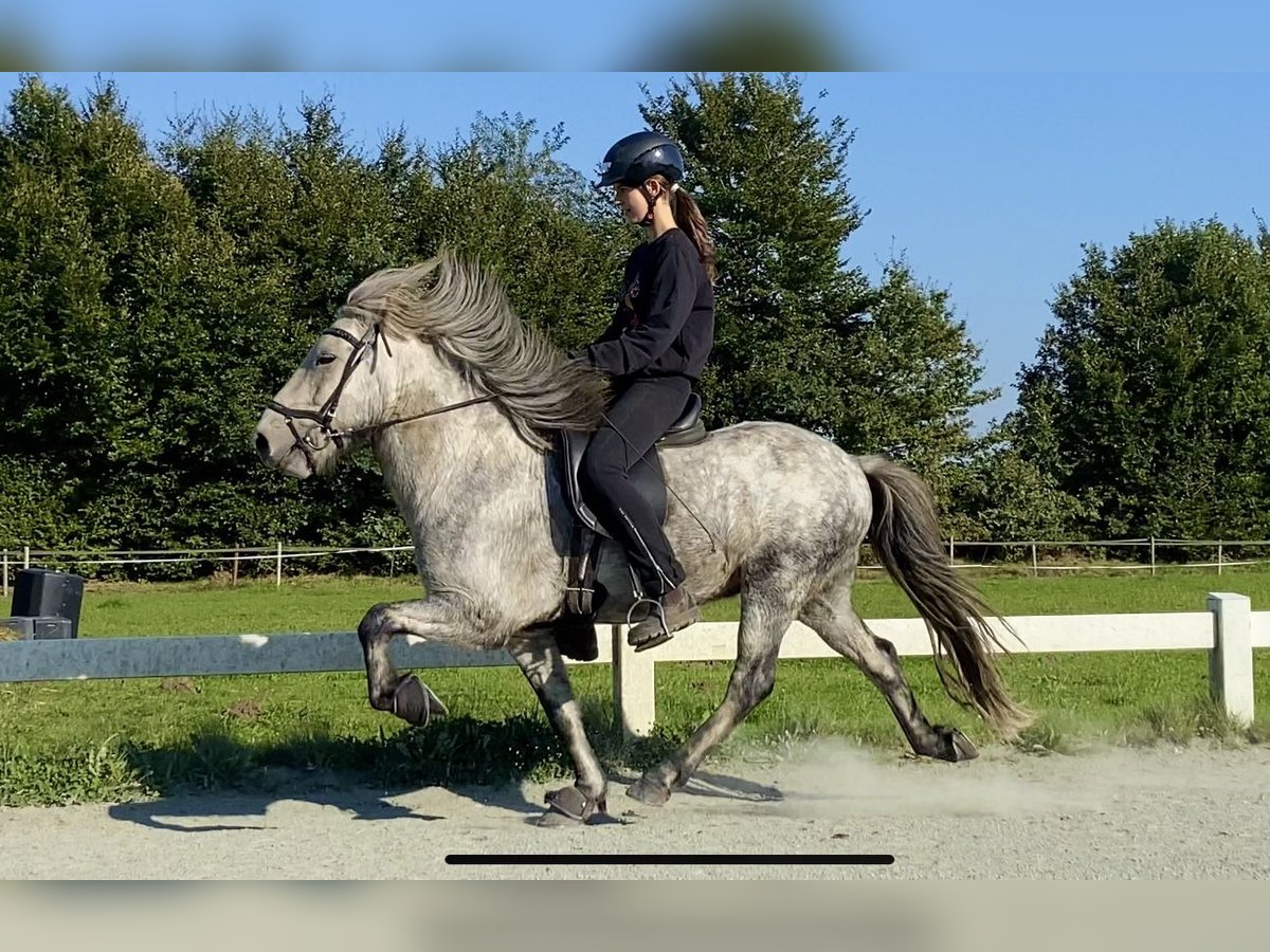 Icelandic Horse Gelding 5 years 13,1 hh Gray-Dark-Tan in Ehndorf