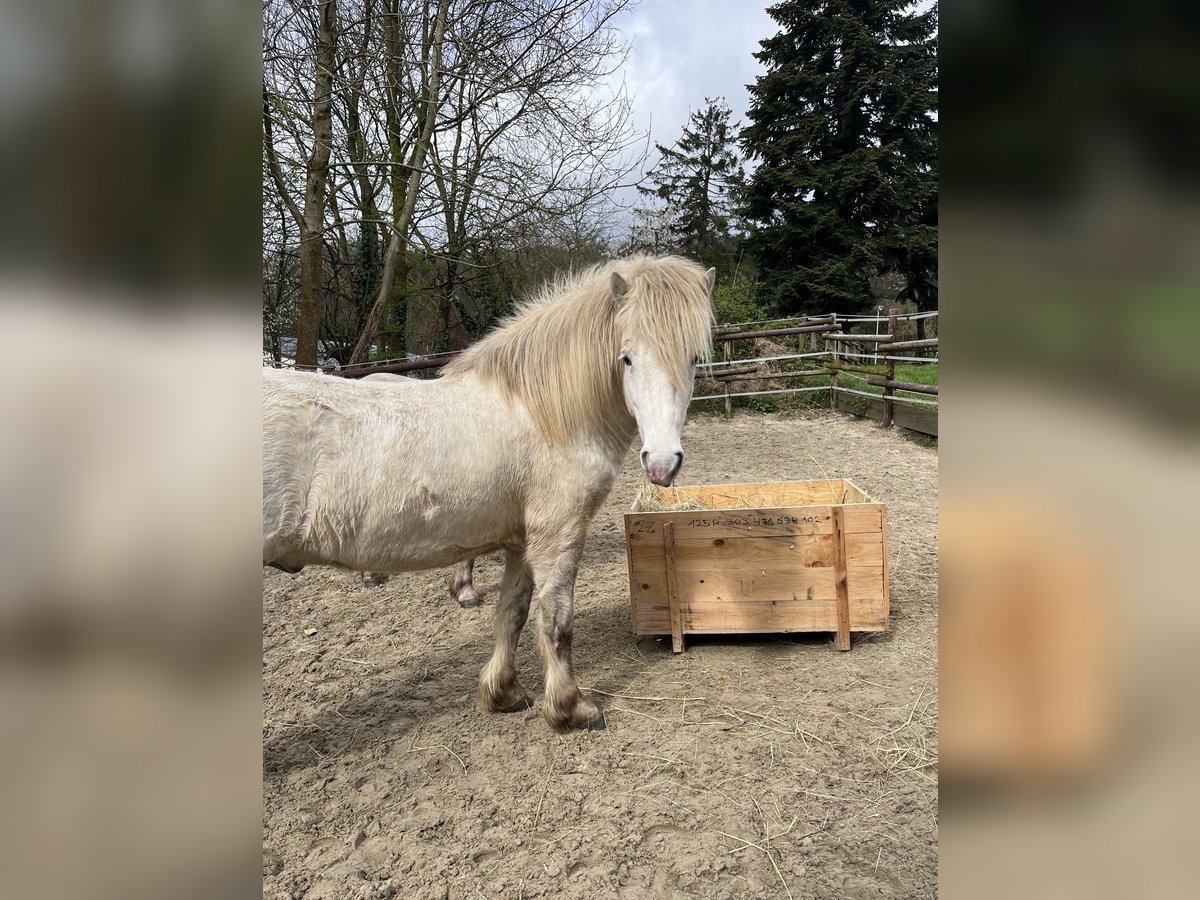 Icelandic Horse Gelding 5 years 13,1 hh Gray in Velbert