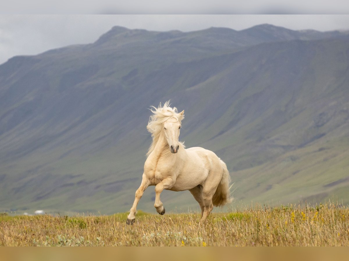 Icelandic Horse Gelding 5 years 13,1 hh Palomino in Hvölsvollur