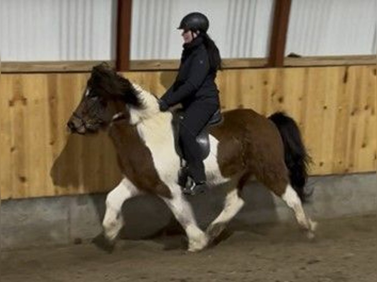 Icelandic Horse Gelding 5 years 13,1 hh Pinto in Schneverdingen