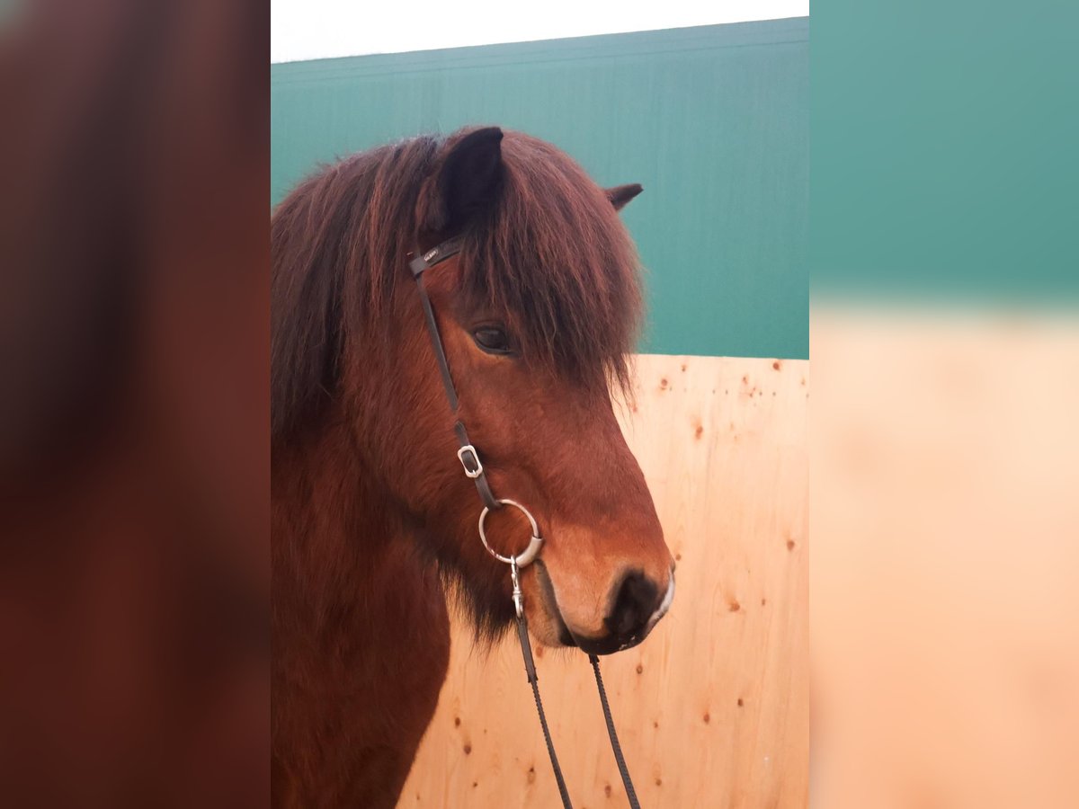 Icelandic Horse Gelding 5 years 13,2 hh Bay-Dark in Martfeld