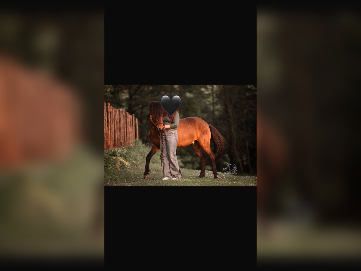 Icelandic Horse Gelding 5 years 13,2 hh Brown in Sangerhof