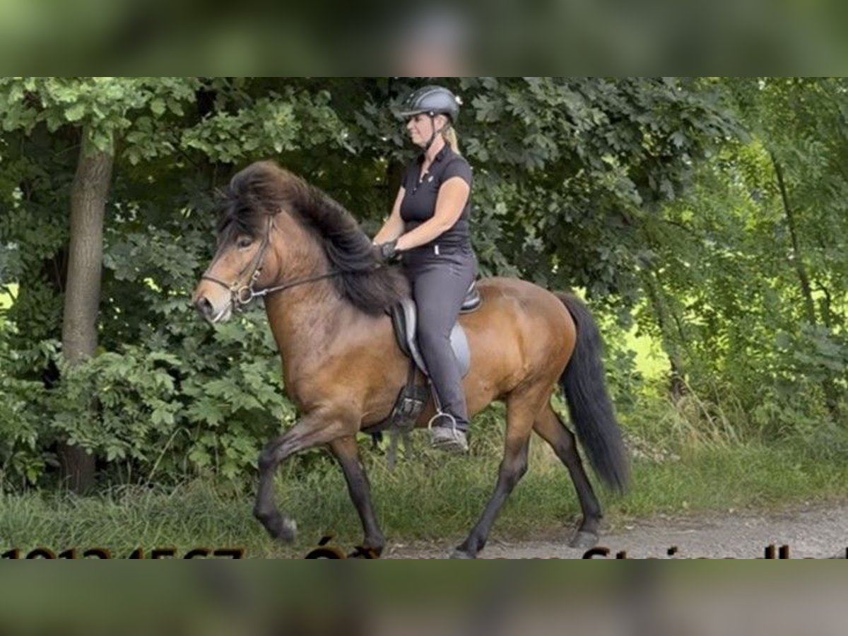 Icelandic Horse Gelding 5 years 13,2 hh Brown in Schneverdingen