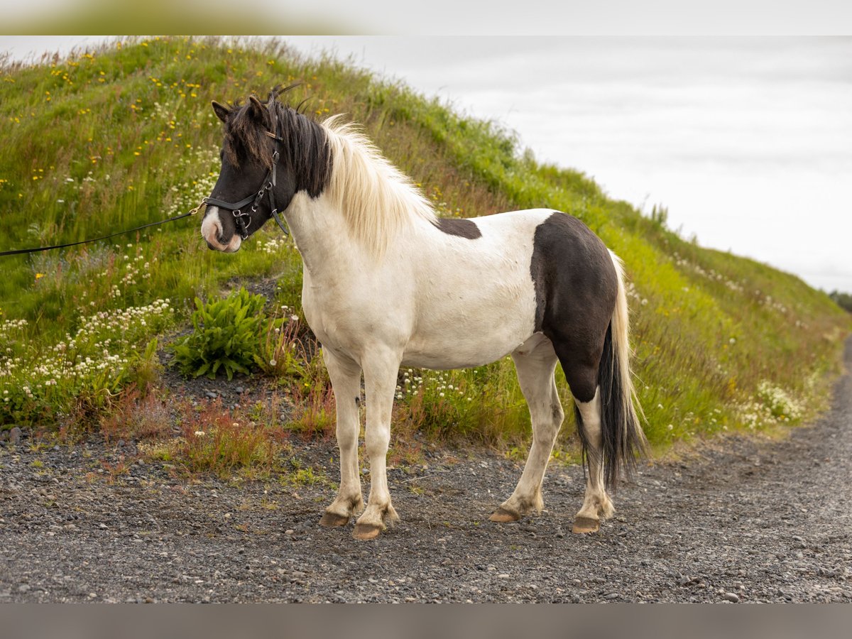 Icelandic Horse Gelding 5 years 13,2 hh Pinto in HVOLSVÖLLUR