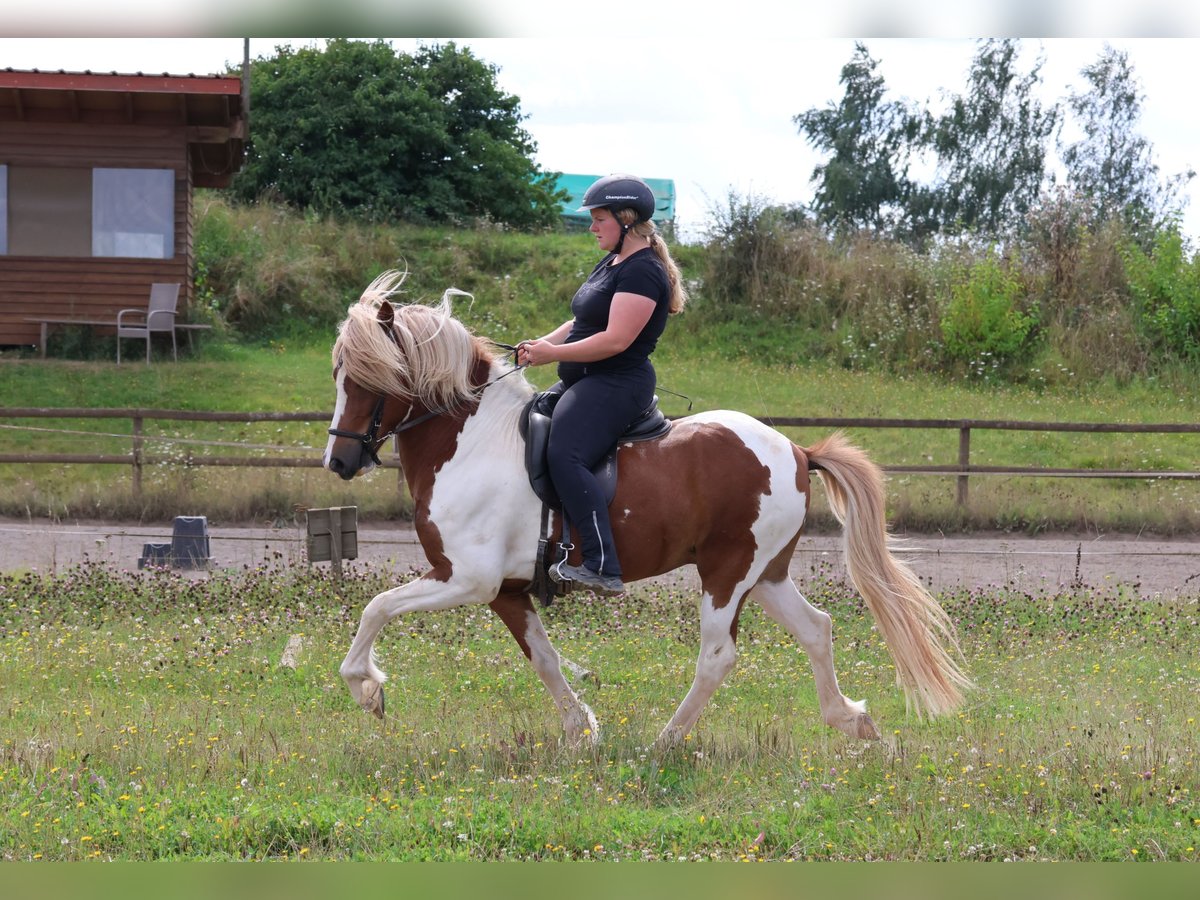 Icelandic Horse Gelding 5 years 13,2 hh Pinto in Minderlittgen