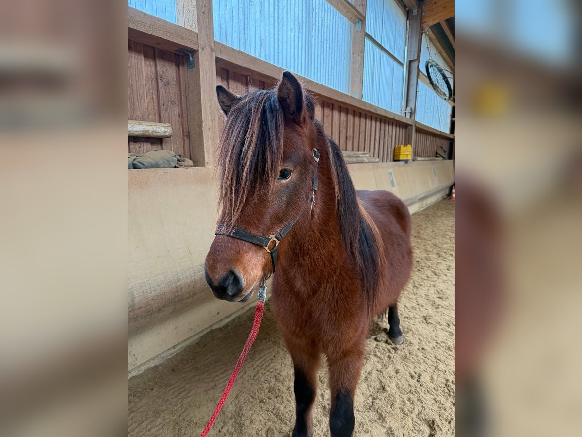 Icelandic Horse Gelding 5 years 13,3 hh Brown in Fronreute