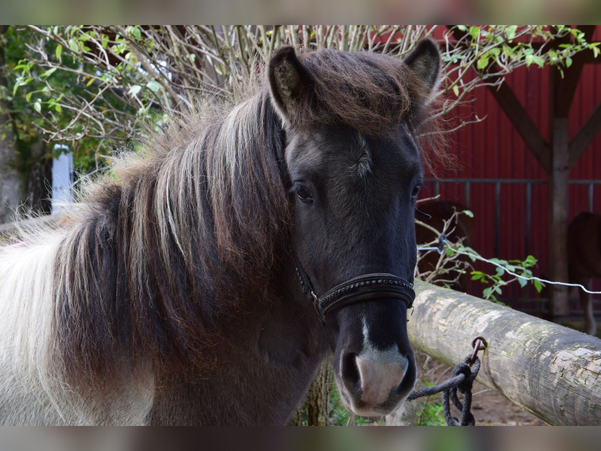 Icelandic Horse Gelding 5 years 13,3 hh Pinto in Ravensburg