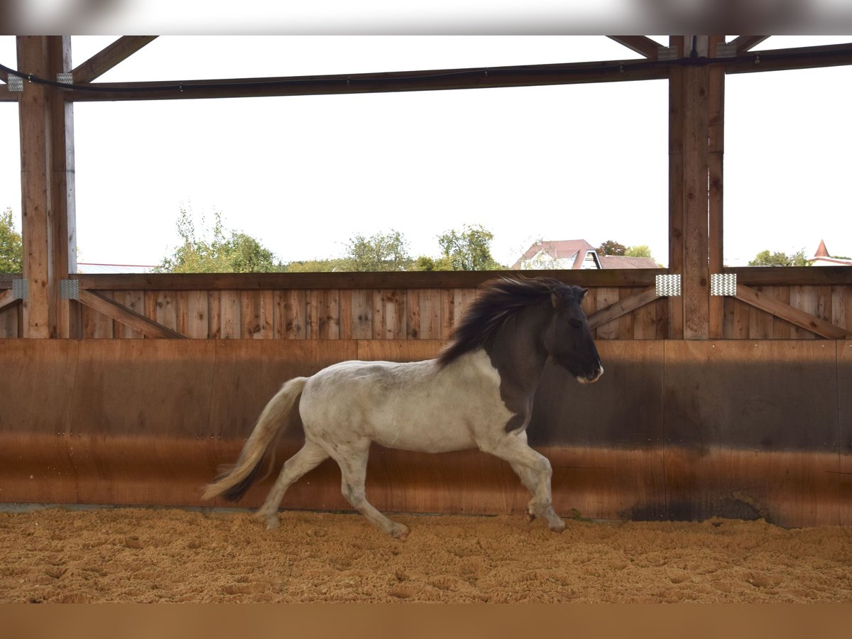 Icelandic Horse Gelding 5 years 13,3 hh Pinto in Ravensburg