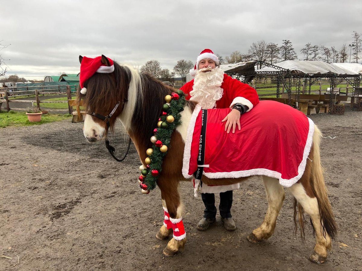 Icelandic Horse Gelding 5 years 13,2 hh Pinto in Euskirchen