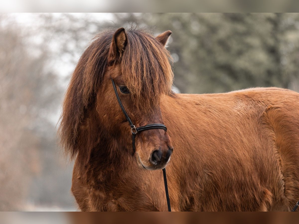 Icelandic Horse Gelding 5 years 14,1 hh Brown in Lehmrade