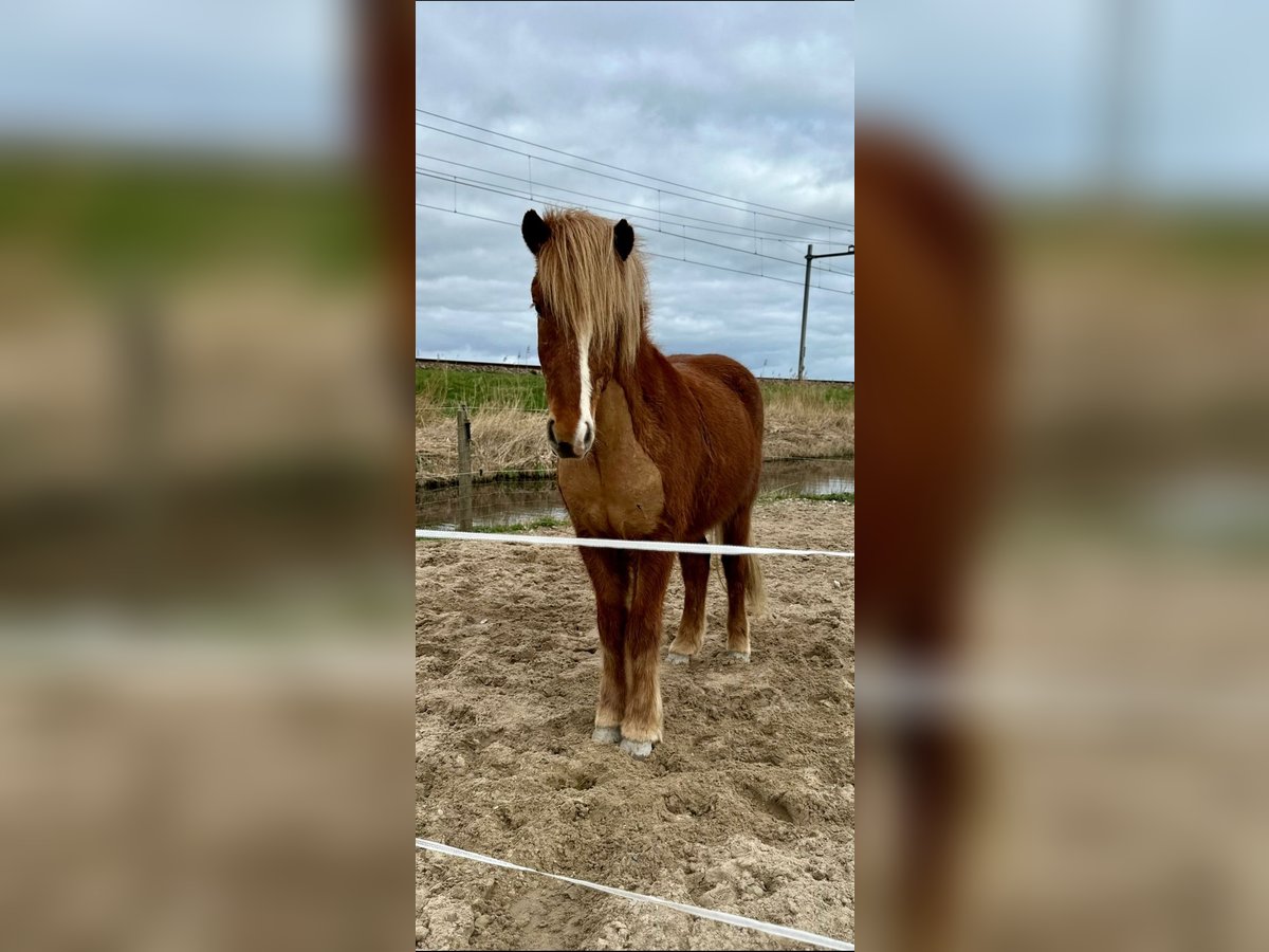 Icelandic Horse Gelding 5 years 14,1 hh Chestnut-Red in Westbeemster