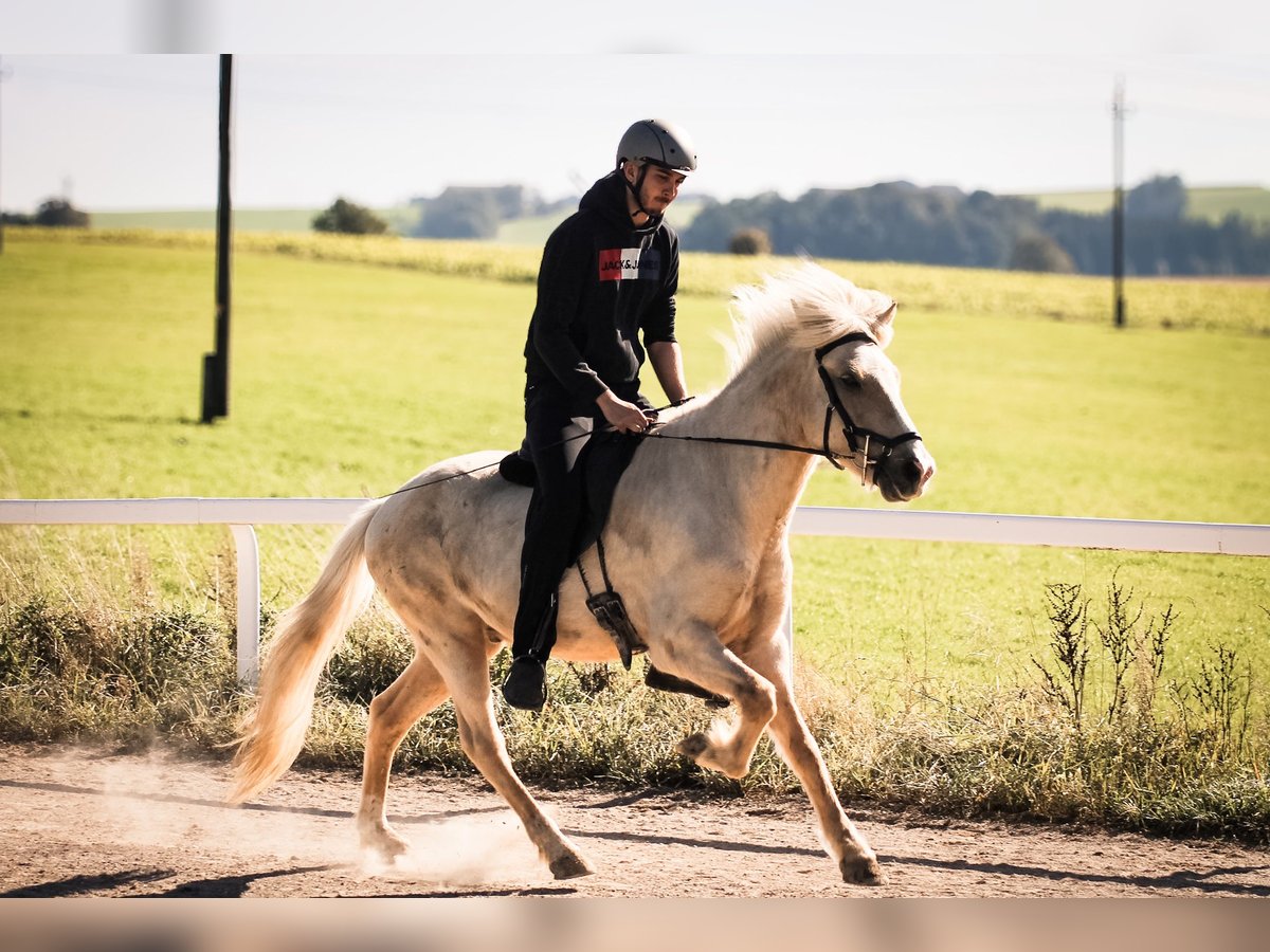 Icelandic Horse Gelding 5 years 14,1 hh Palomino in Straßwalchen