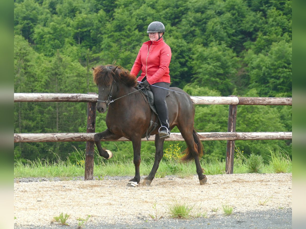 Icelandic Horse Gelding 5 years 14,2 hh Black in Euskirchen