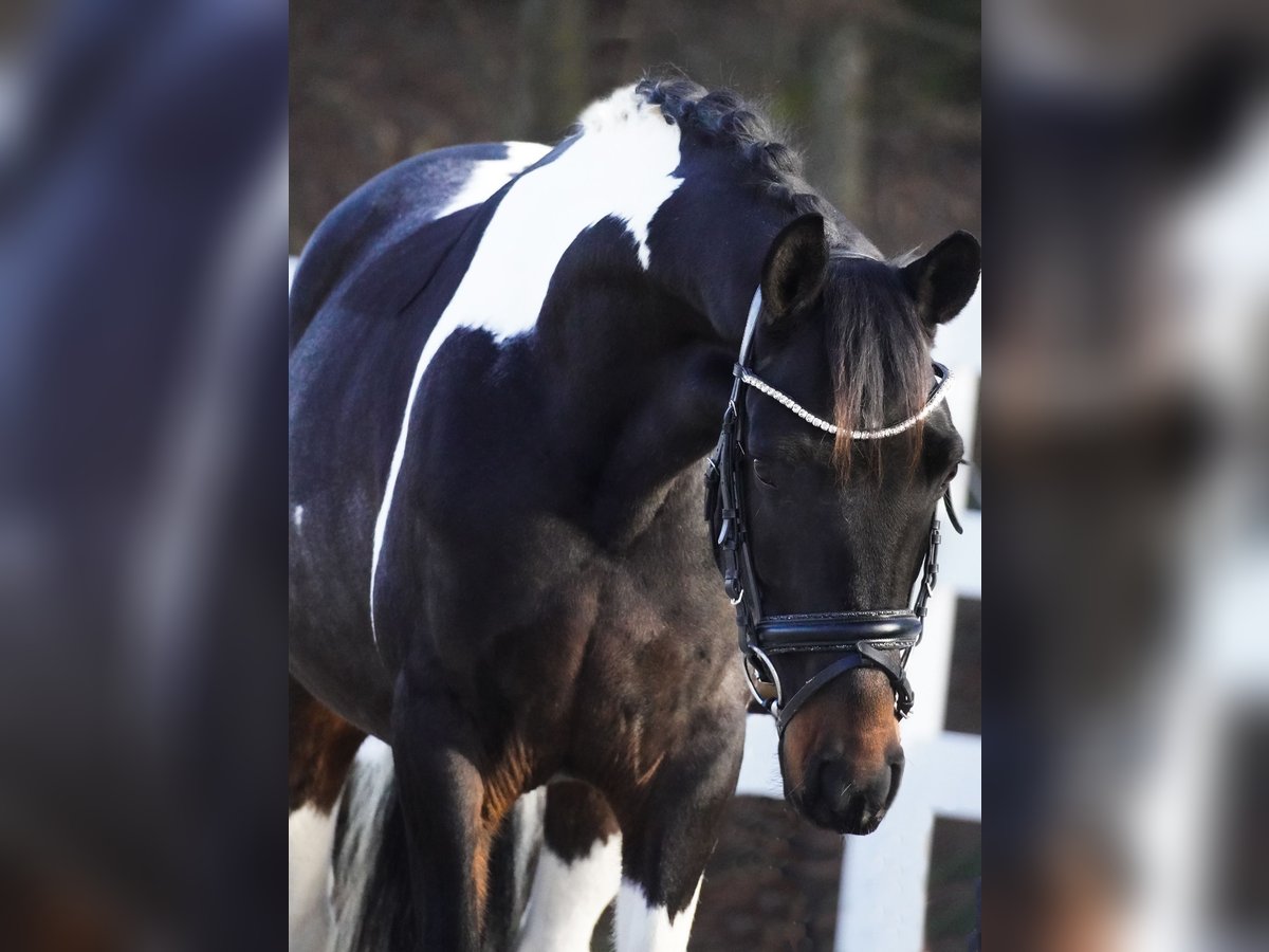 Icelandic Horse Mix Gelding 5 years 14,2 hh Pinto in Nettersheim