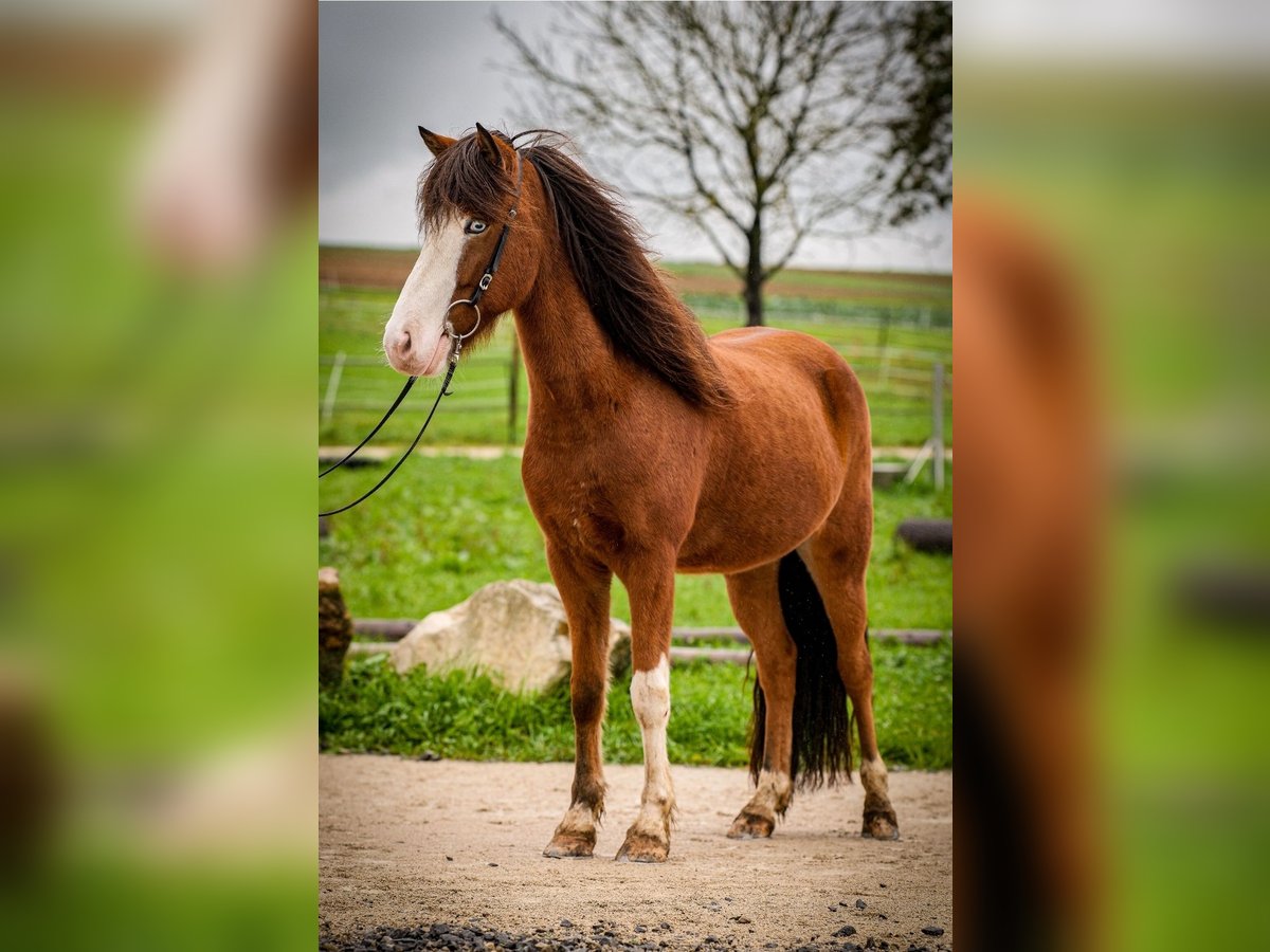 Icelandic Horse Gelding 5 years 14 hh Pinto in Aichtal