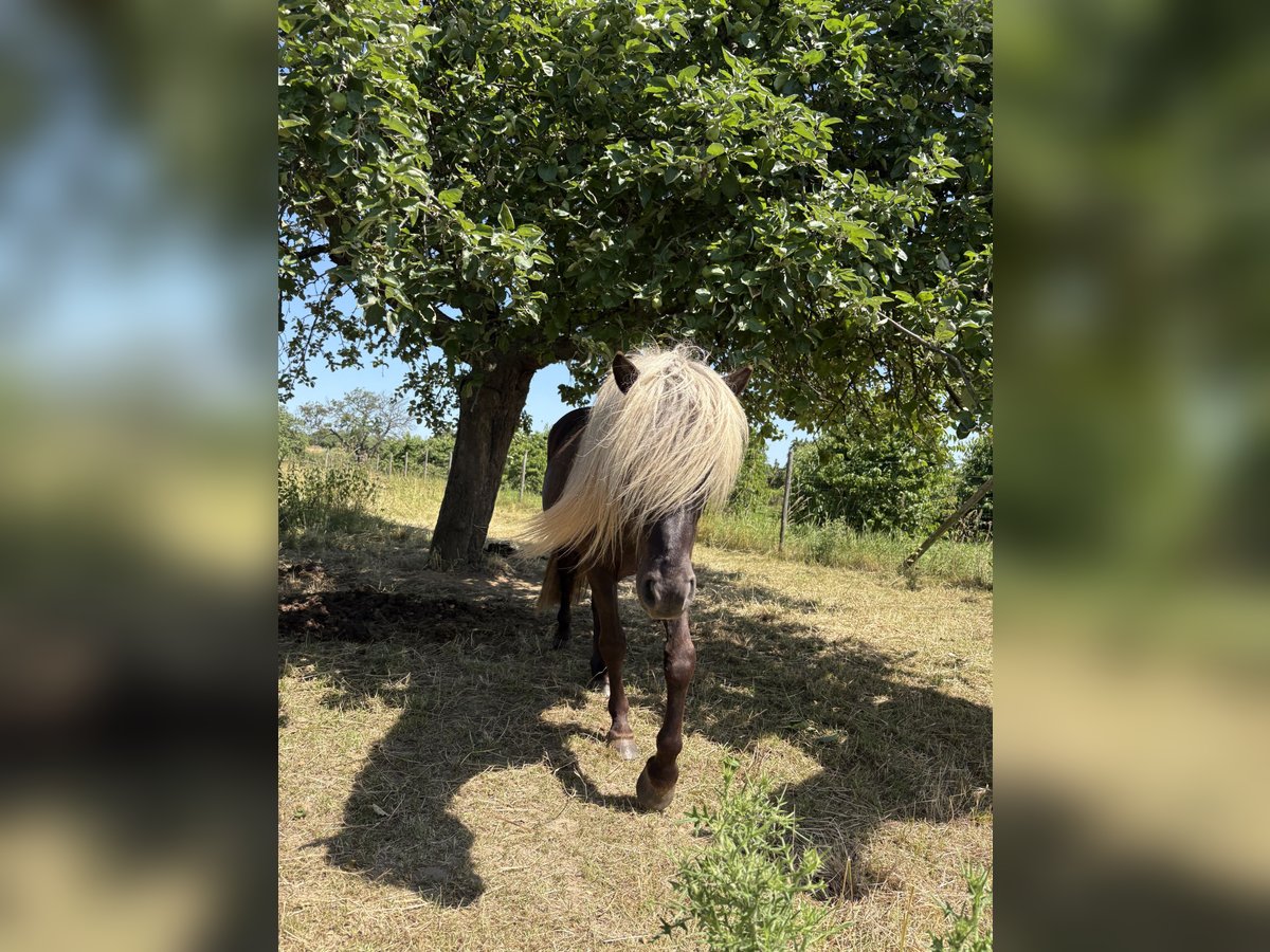 Icelandic Horse Gelding 5 years 14,1 hh in Rosbach vor der H&#xF6;he Ober-RosbachRosbach
