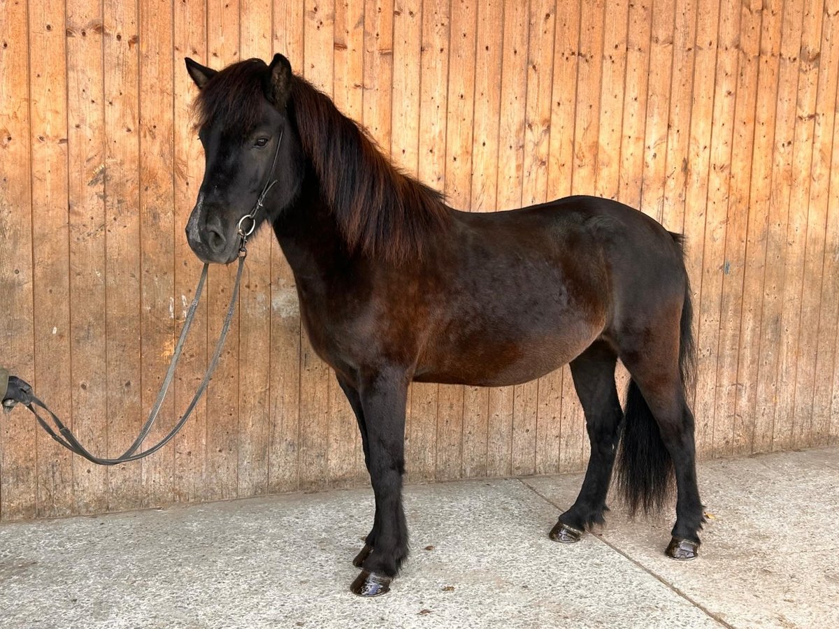 Icelandic Horse Gelding 5 years 14,2 hh Black in Wehrheim