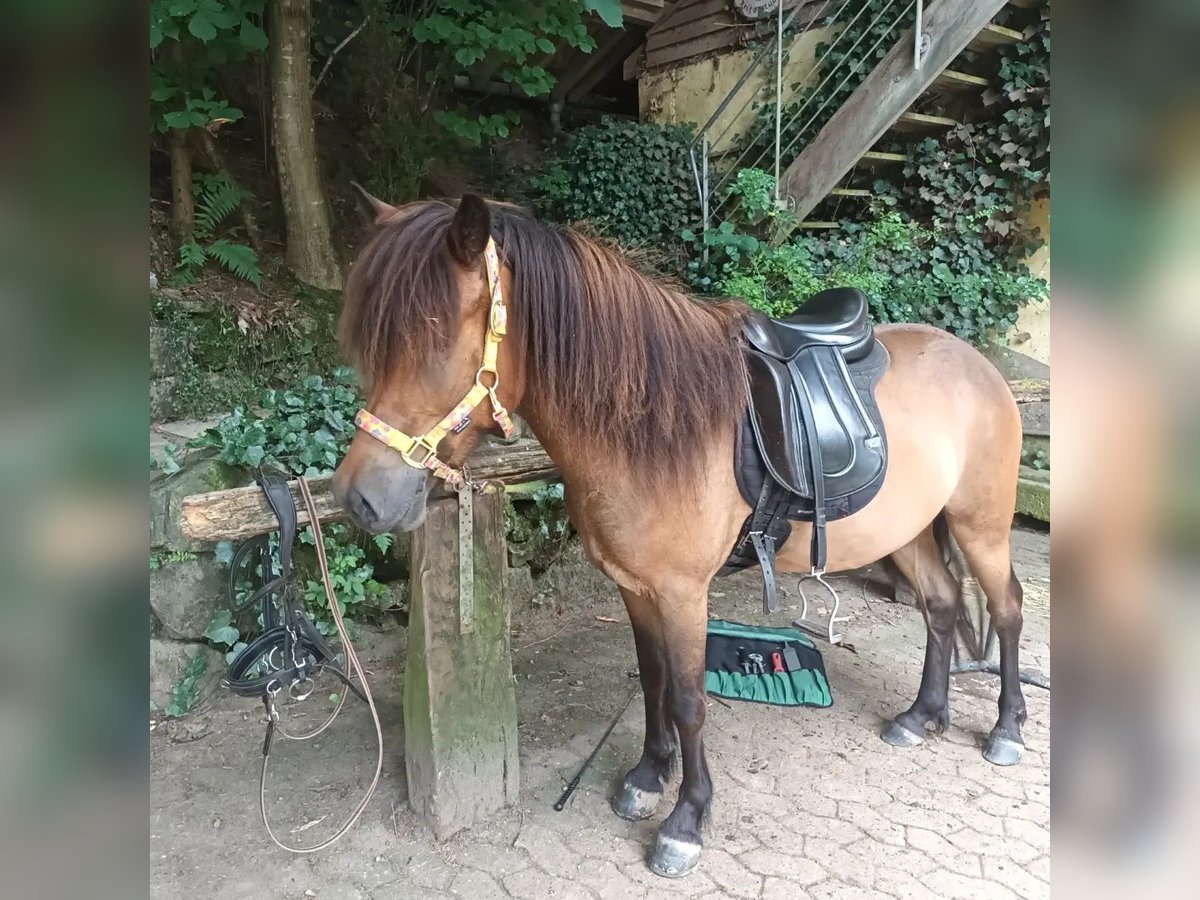 Icelandic Horse Gelding 6 years 13,1 hh Brown in Haslach