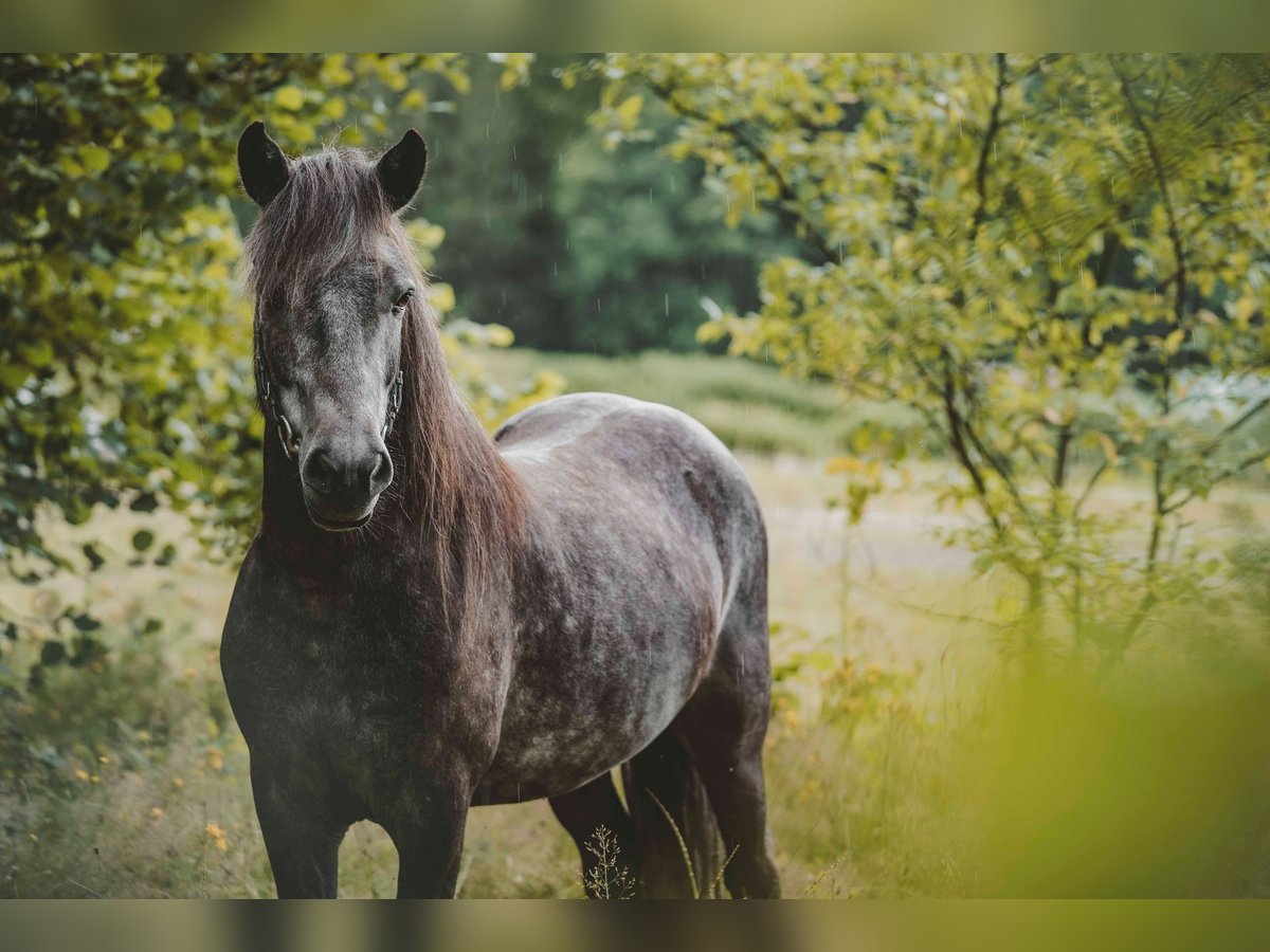 Icelandic Horse Gelding 6 years 13,1 hh Gray-Dark-Tan in Buchholz in der Nordheide