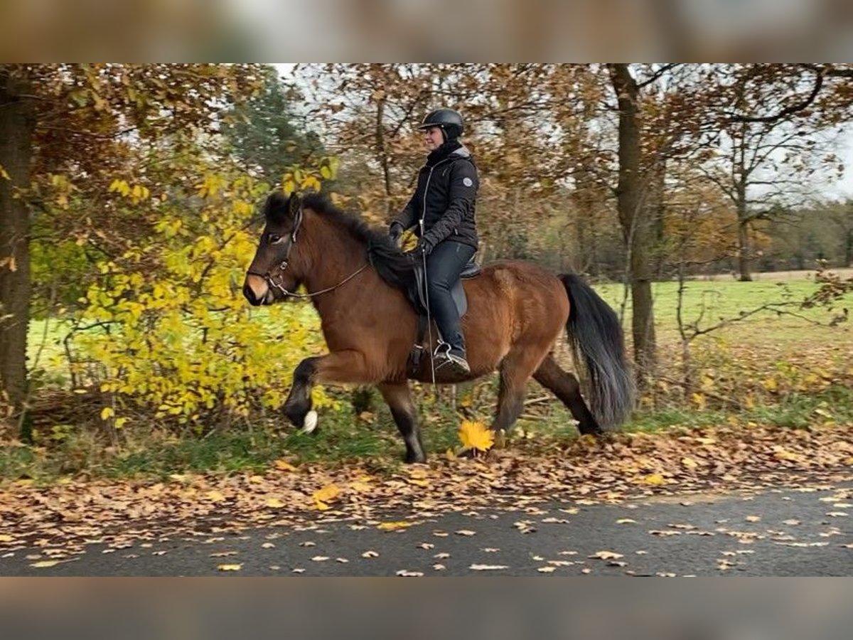 Icelandic Horse Gelding 6 years 13,2 hh Brown in Schneverdingen