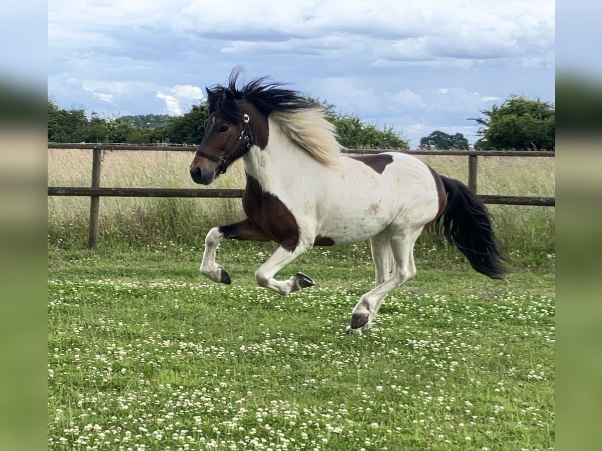 Icelandic Horse Gelding 6 years 13,3 hh Pinto in Bücken