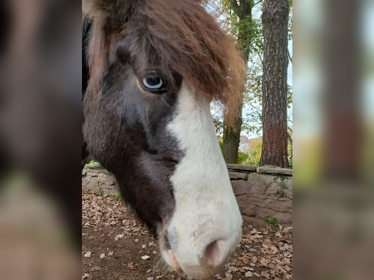 Icelandic Horse Gelding 6 years 13 hh Brown in Witten